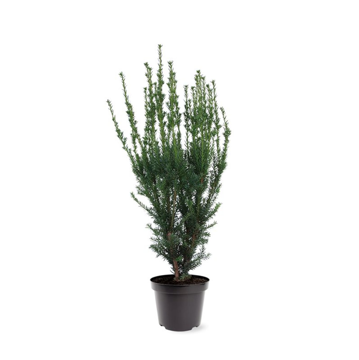 Taxus media 'Hillii' - C7.5 60-80 CM